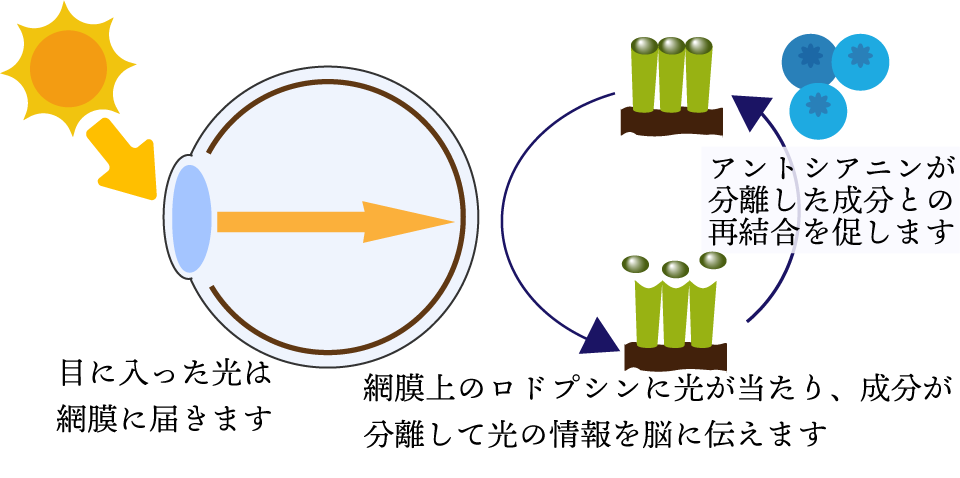 アントシアニンの目での機能