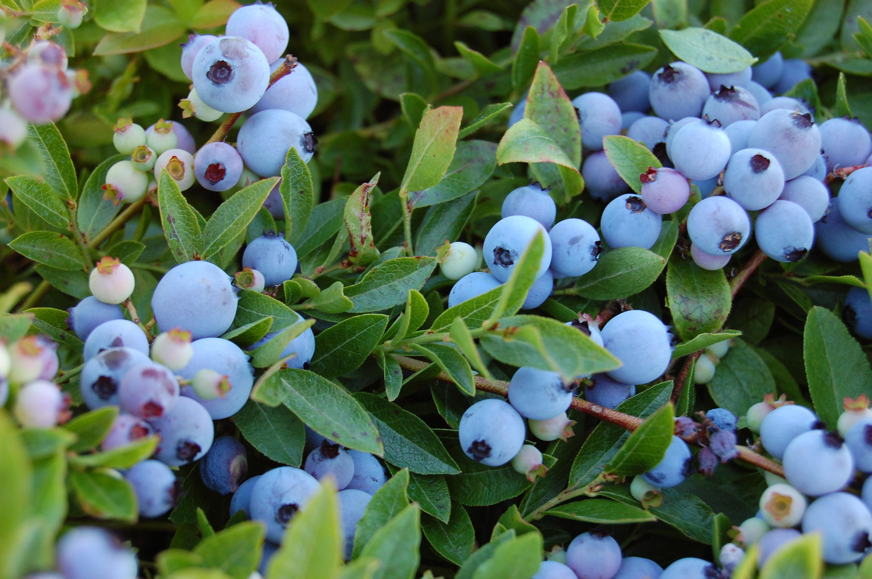 blueberry field 01