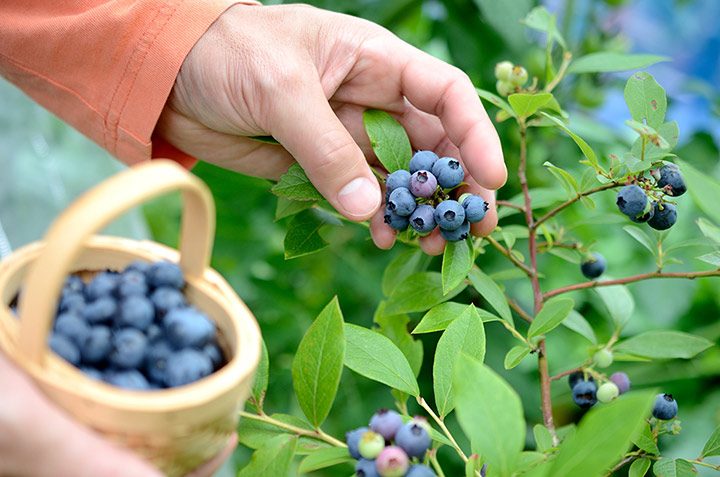 upick blueberries