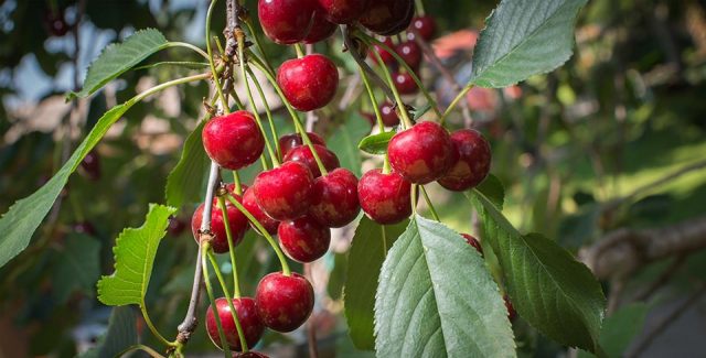 ミシガン州のサワーチェリーは豊作と予想 Oregon Cherry Growers Blog